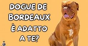 Dogue De Bordeaux: Cosa Sapere