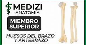 Anatomía de Miembro Superior (MMSS) - Huesos del Brazo y Antebrazo