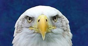 Eagle Spirit Animal/Eagle Totem: Spirit Meaning of Eagle