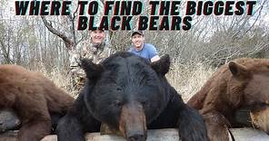 Where to Find the Biggest Black Bears in North America!