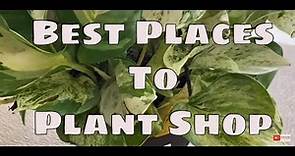 Best Places to House Plant Shop Online Importers & Big Box Stores Best Places to Buy HousePlants