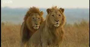 King lion duo and their pride - BBC wildlife