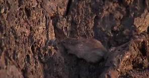 Natural Selection and the Rock Pocket Mouse — HHMI BioInteractive Video