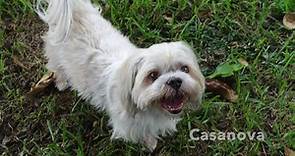 Shih Tzu Rescue - 15 of our adoptable, amazing dogs are...