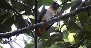 Loro De Cabeza Negra (Pionites melanocephalus) - Black-headed Parrot