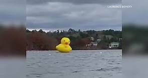 'Greater Joy' the giant duck makes daring escape from Belfast Harbor