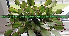 How to Get Your Easter Cactus to Bloom Again - Easy Tips