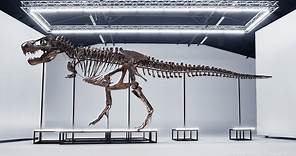 Complete T-Rex Skeleton Sells For $6 Million At Auction