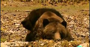 Los Osos Grises-Grizzly- (Documental) Sobreviviendo en la naturaleza_Español-Castellano
