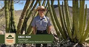 Ranger Talks - Organ Pipe Cactus National Monument