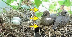 Baby bird morning doves, from eggs, hatching, to empty nest