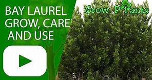 Laurus nobilis - Bay laurel - grow, care and use