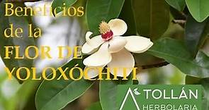 Beneficios FLOR DE YOLOXOCHITL (Magnolia mexicana) Tintura madre y Microdosis