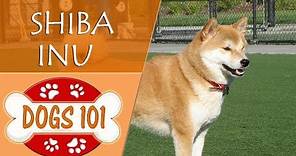 Dogs 101 - SHIBA INU - Top Dog Facts About the SHIBA INU