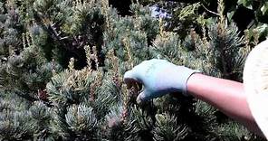 Candle Pruning Pines
