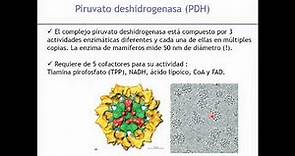 Ciclo de Krebs, Cadena Respiratoria y Fosforilación Oxidativa - Biología Celular y Tisular