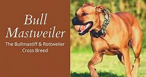 Bull Mastweiler | The Bullmastiff & Rottweiler Cross Breed