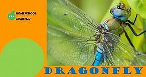 Dragonfly Life Cycle | All about Dragonflies