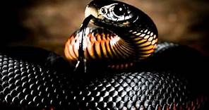 I 10 serpenti più velenosi al mondo.