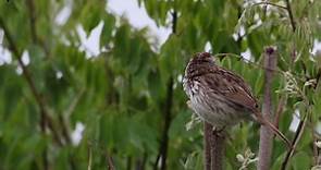 Song Sparrow Sounds, All About Birds, Cornell Lab of Ornithology