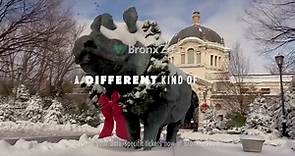 Visit the Bronx Zoo