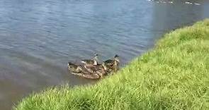 WildCare - Duckling release in San Rafael!