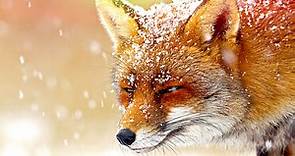 BBC Four - The Wonder of Animals, Foxes