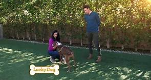 Lucky Dog - Today on a new episode of Lucky Dog! After...