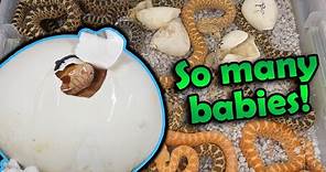 Adorable Baby Bullsnakes Hatching!