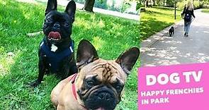 TV for Dogs - Park French Bulldogs - Entertainment and Relaxing Video for Dogs