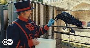El maestro real de los cuervos en la Torre de Londres