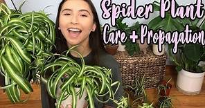 How To Take Care of A Spider Plant + Propagating Spider Plant Pups