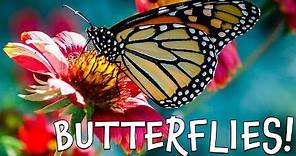 Butterflies! Fun Butterfly Facts for Kids