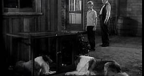 Lassie - Episode #59 - "The Marauder" - Season 2, Ep 33 - 4/22/1956