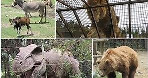 Parque Safari Chile - Zoológico de rancagua [safari grandes felinos - herbívoros - jurásico]