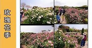 🇹🇼 【花博公園新生園區】－2021 台北玫瑰園 ( 圓山捷運站景點 ）