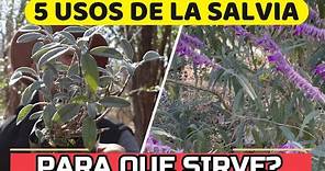Salvia: Planta MILAGROSA! Descubre Sus SECRETOS | USOS y Propiedades Medicinales