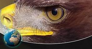 The Golden Eagle - King of the air with razor-sharp claws