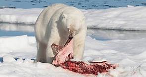 How Do Polar Bears Survive | Animals Summary
