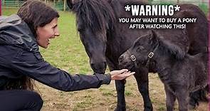 The Shetland Pony in Scotland | CUTENESS OVERLOAD! |