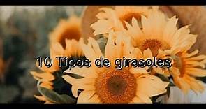 Conoce 10 tipos de Girasoles🌻🌼🌾