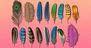 Plumas: conoce el mensaje que los ángeles tienen para ti según su color