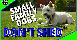 Top 10 Best Small Family Dogs That Don't Shed - Low Maintenance Dogs
