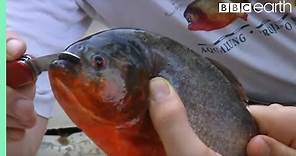 Holding a Red Bellied Piranha | Ultimate Killers | BBC Earth