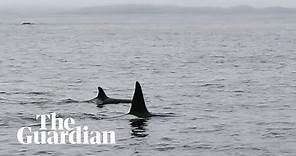 Pod of Orcas swim by family in rare up-close sighting in Shetland