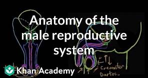 Anatomy of the male reproductive system | Reproductive system physiology | NCLEX-RN | Khan Academy