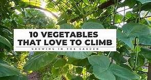 10 Vegetables that LOVE TO CLIMB: Growing in the Garden