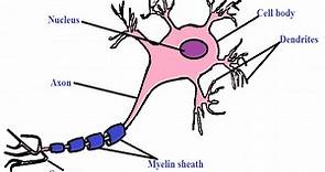 What is the Function and Location of Glial Cells?, Vs  Neurons