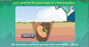 Plant Life Cycle & What Plants Need To Grow *Earth Science for Kids*