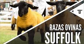 Suffolk | Razas ovinas